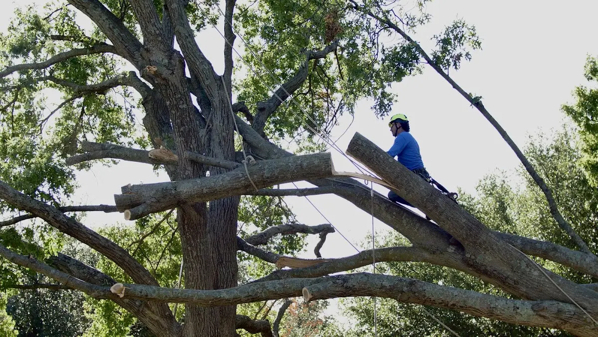 Professional Crown Thinning performed by certified arborists in Belcourt